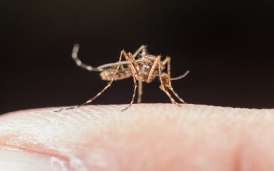 El dengue y la importancia de la prevención